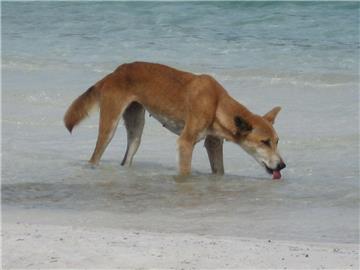 Makaberer Plan: In Australien sollen Dingos Ziegen jagen. Der Lohn: Nach zwei Jahren wird eine Giftkapsel im Körper der Wildhunde aktiviert.