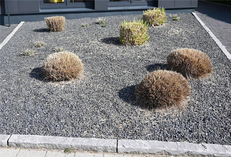Schottergärten im Kreis Cuxhaven: Wird‘s teuer für die Schotter-Gärtner? Manche sind wenigstens von einem zarten Grün unterbrochen: Schottergärten sind den Gemeinden im Kreis Cuxhaven ein Dorn im Auge.