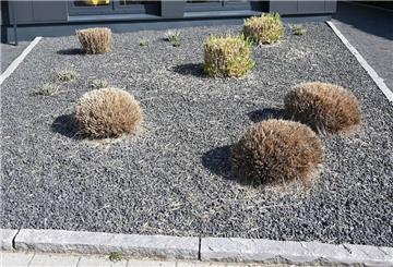 Manche sind wenigstens von einem zarten Grün unterbrochen: Schottergärten sind den Gemeinden im Kreis Cuxhaven ein Dorn im Auge.