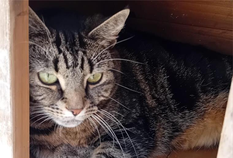 Kalisi möchte ihre Sommerfigur zurück: Wer hilft ihr dabei? Katze Kalisi im Tierheim Bremerhaven.