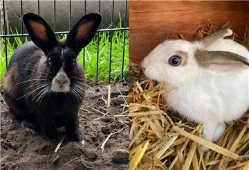 Die beiden Kaninchen Manfred und Whoopi.