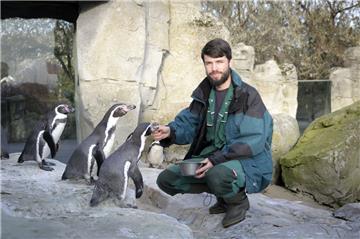 Marc Tetzlaff füttert die Pinguine im Zoo am Meer. 