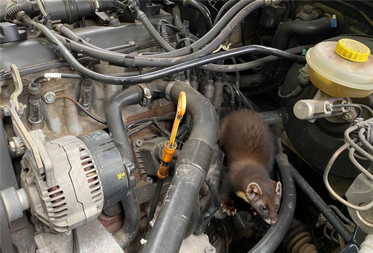 Ein Auto mit einem Marder im Motorraum. 