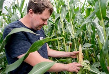 Markus Mushardt aus Otterndorf, Landwirt und Betreiber eines Ferienhofs, kontrolliert auf einem Feld die angebauten Maispflanzen. Mushardt ist in der Kategorie „Ackerbau“ für die Auszeichnung „Landwirt des Jahres“ nominiert. 
