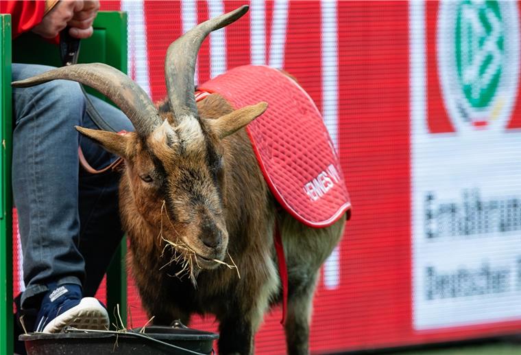 Stadionverbot für Kölner Geißbock Hennes Maskottchenverbot: Geißbock Hennes bleibt in Zeiten von Corona der Zutritt zum Stadion des 1. FC Köln verwehrt.