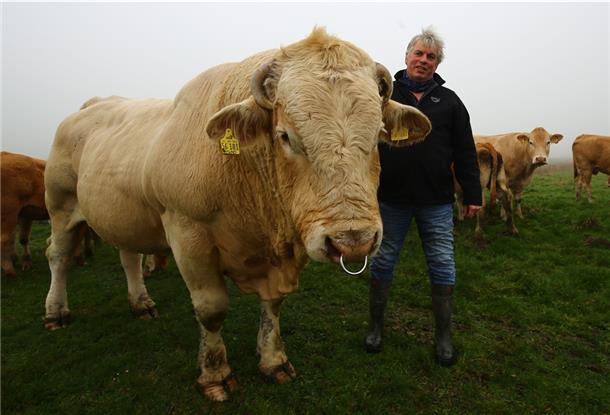 Matthias Hümme krault Bruno den Rücken. Dort kommt er selbst nicht heran. Der Zuchtbulle Bruno ist ein Blonde d’Aquitaine.