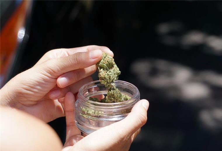 Cannabis in Deutschland: Zwischen Aufbruch, Versorgung und gemeinschaftlichem Anbau Cannabis wird gehalten