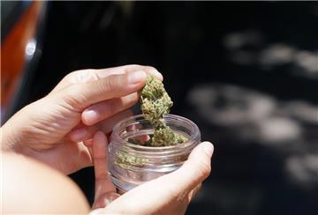 Cannabis wird gehalten