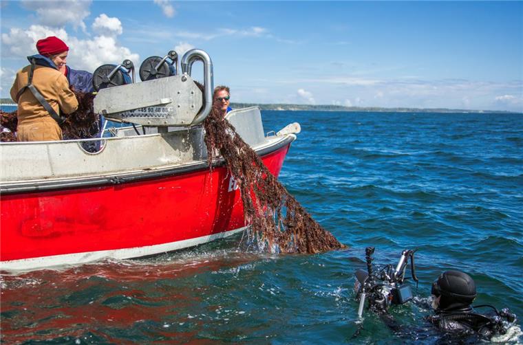 Geisternetze werden für Meerestiere zur Gefahr Meeresbiologin Gabriele Dederer zieht gemeinsam mit Fischern von Tauchern gesicherte Geisternetze aus der Ostsee an Bord des Fischkutters "Ecke20".