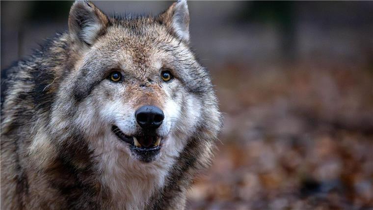Weil sieht gesenkten Schutzstatus des Wolfs als Chance Mehr als 50 Wolfsrudel leben mittlerweile in Niedersachsen. (Archivbild)