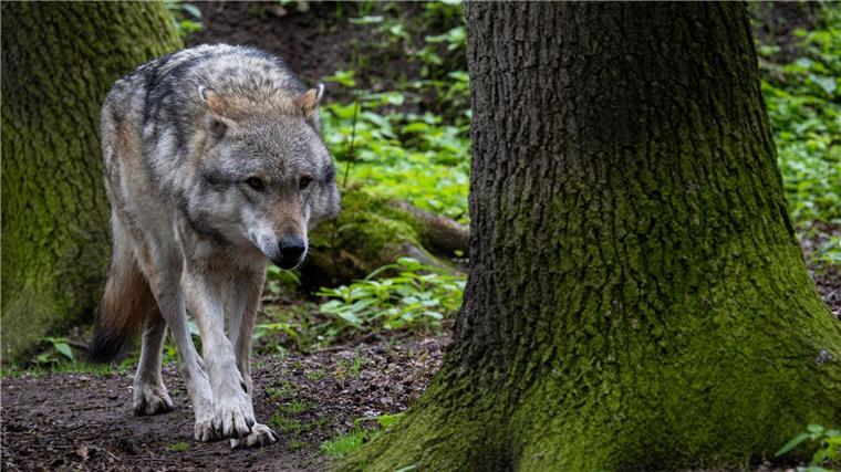 CDU will Obergrenzen für Wölfe – Antrag im Landtag Mehr als 500 Wölfe streifen Schätzungen zufolge durch Niedersachsen. (Symbolbild)