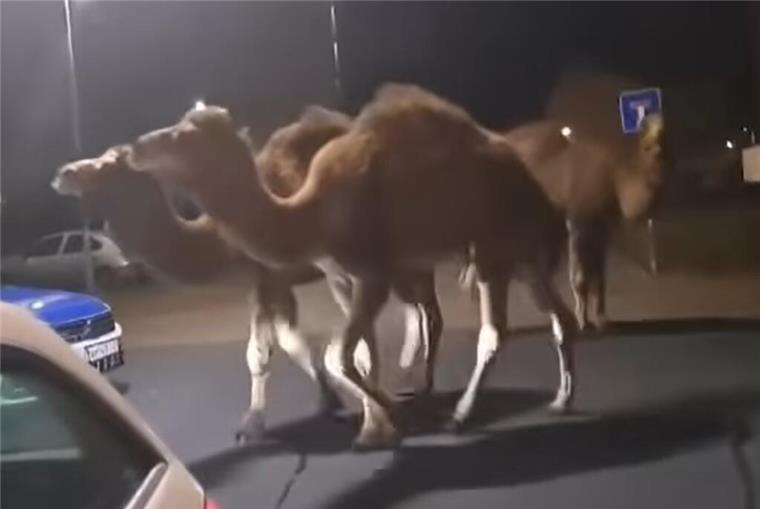 Dromedare flüchten aus Zirkus - und machen Wilhelmshaven unsicher Drei Dromedare in Wilhelmshaven