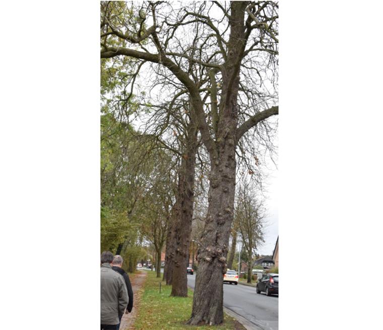 Selsingen: Behörde will Kastanien an der B 71 fällen lassen Mehrere Kastanien an der B 71 in Selsingen werden im Winter gefällt, da viele von ihnen als nicht mehr standsicher gelten.