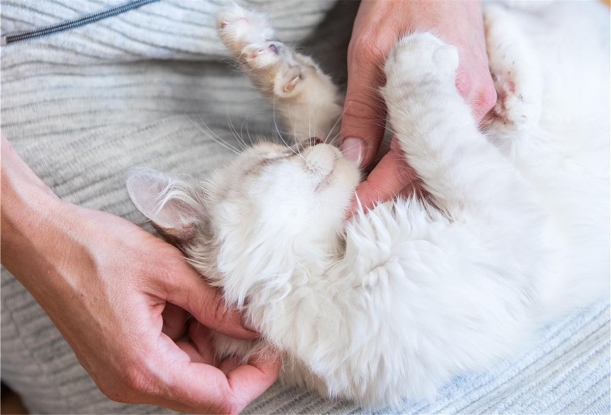 Wenn der Kater Corona hat: Meldepflicht für Haustiere kommt Mehrere Katzen und ihre großen Verwandten in Zoos wurden bereits nachweislich durch Menschen mit Corona infiziert.