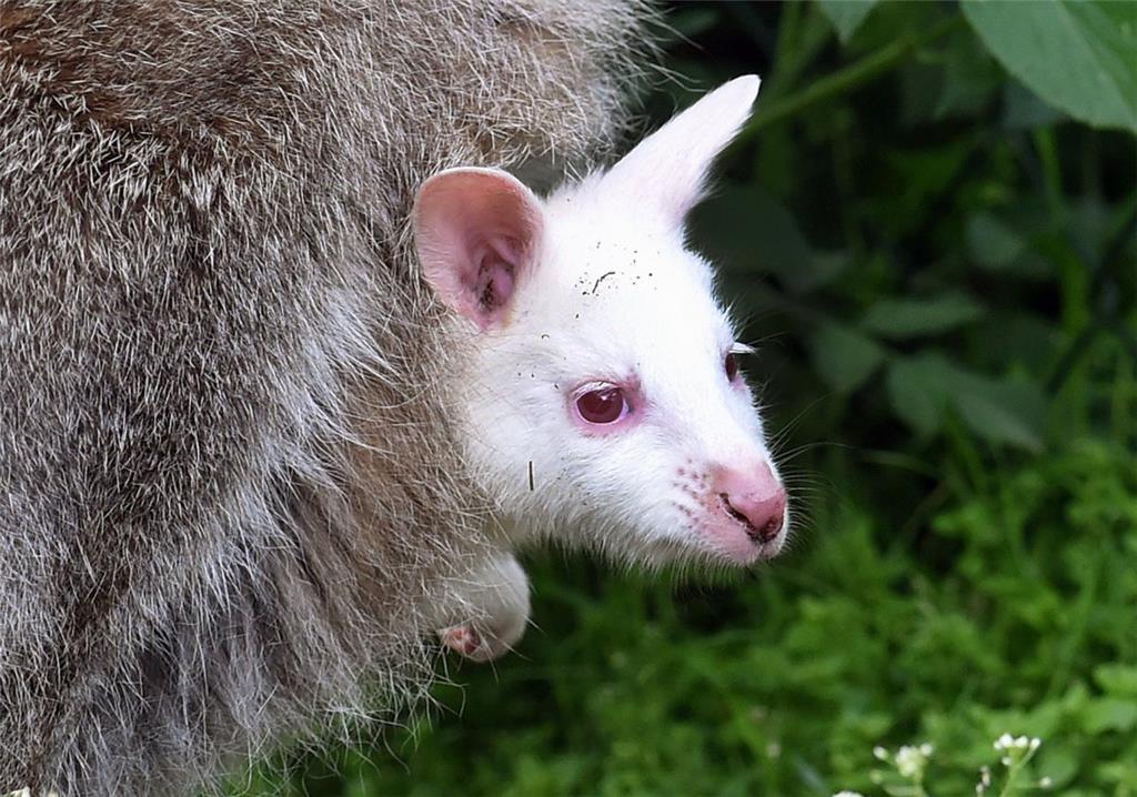Mehrere Tierparks freuten sich bereits über seltenen, schneeweißen Kängurunachwu...