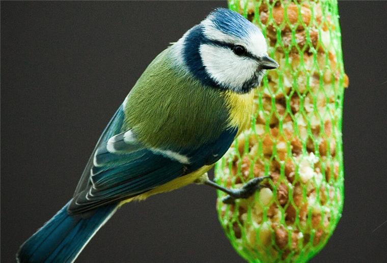 Vögel füttern im Winter - was dringend zu beachten ist Meisen können mit den bekannten Meisenknödeln oder Meisenringen gefüttert werden.