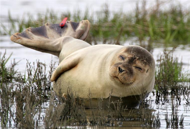 Langwarder Seehunde begrüßen Wanderer Meistens robben die Tiere vor dem Wasser weg und die Sandbank hinauf - manchmal sind sie dafür einfach zu müde.