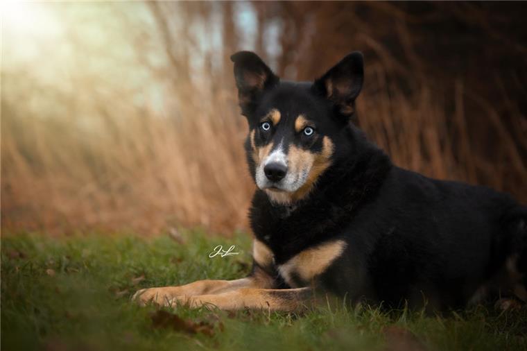 Fotograf möchte Tierheim-Hunden bessere Vermittlungschancen bieten "Menno" gehört zu den Hunden im Tierasyl "Heimatlos", die eine schwierige Vergangenheit haben.