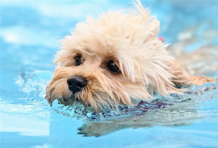 Hundeblick als Trick? So funktioniert das Spiel mit der Mimik Ein hellfarbiger Hund schwimmt in einem Pool.