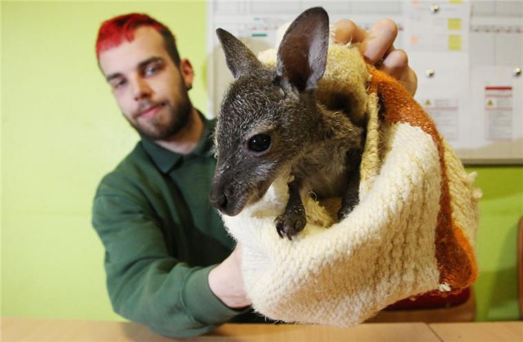 Michael Engelmann, Leiter des Köthener Tierparkes, hält Känguru "Muffin" in den Händen. Es wächst in einem Kissenbezug als Ersatz für den mütterlichen Beutel auf.