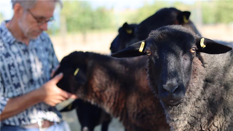 Diese Schafe aus Bülstedt sind Alleskönner Schafzüchter Michael Ruhnau füttert seine Tiere mit Brot und Äpfeln.
