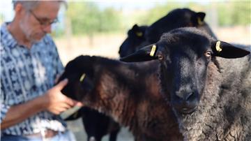 Schafzüchter Michael Ruhnau füttert seine Tiere mit Brot und Äpfeln.