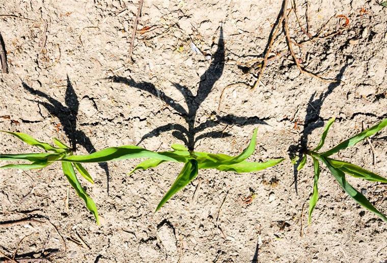 Milder Winter 2024/25: Droht jetzt ein heißer Sommer mit extremer Dürre? Das wäre nicht nur für die Bauern, die sich um ihre Ernteerträge sorgen, eine Herausforderung. Experten warnen vor möglichen Rekordtemperaturen. (Symbolbild)