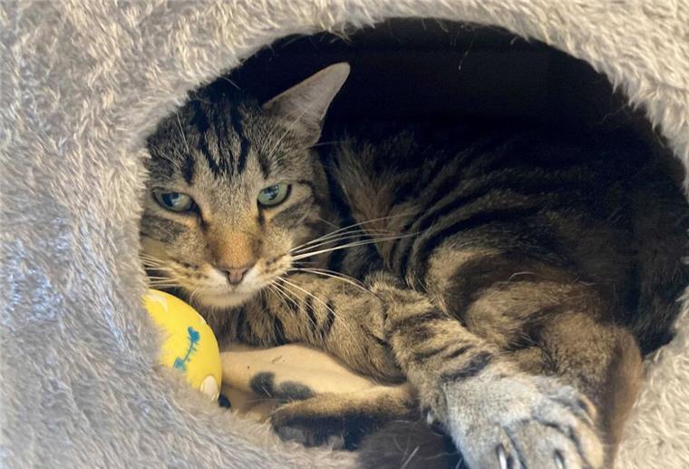 Ohne Zuhause, ohne Hilfe: So heftig ist das Problem mit Straßenkatzen wirklich Neustrelitz: Tigerkater Ben hat im privaten Tierheim «Katzenparadies» in Neustrelitz ein Zuhause gefunden.
