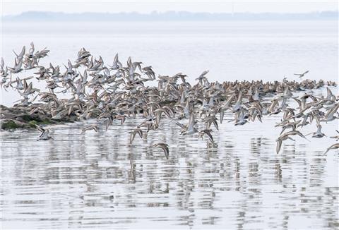 Sandregenpfeifer, Alpenstrandläufer und andere Zugvögel fliegen über das Wattenmeer der Nordseebucht Jadebusen. 