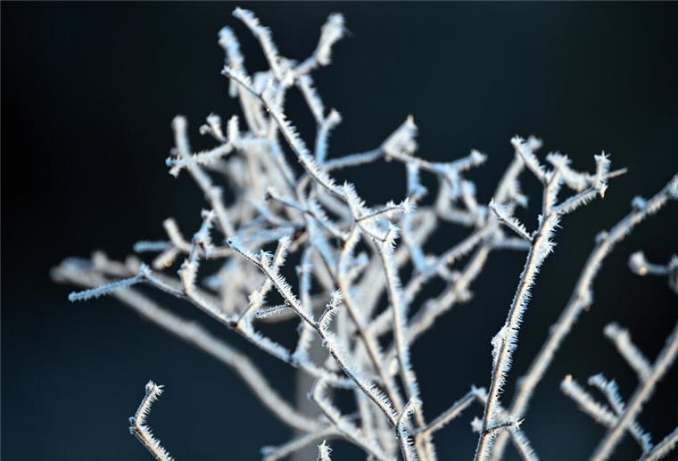 Mini-Stromschläge bei Kälte: Deshalb knistert es im Winter häufiger Eiskristalle haften an den Pflanzen.