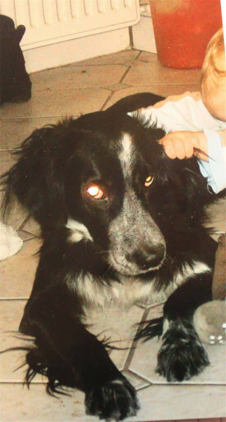 Nach Böller-Knall an Silvester: Hund "Jasper" aus Bokel wird vermisst Mischlingsrüde "Jasper" wird seit Silvester vermisst.