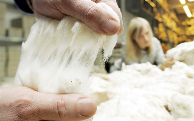 Mikroplastik-Problem: Baumwollbörse Bremen plädiert für Kleidung aus Naturprodukten Mit dem Auseinanderziehen der Fasern wird in der Baumwollbörse Bremen die Qualität der verschiedenen Baumwollsorten geprüft.