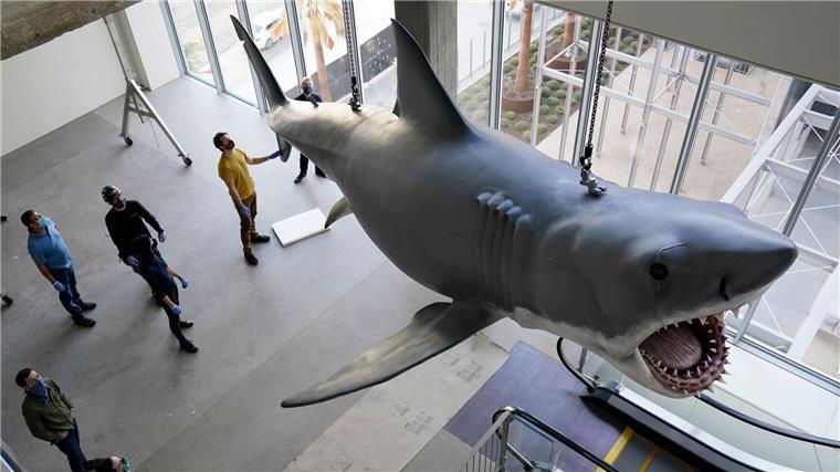Mit dem mechanischen Hai „Bruce“, hier restauriert im Academy Museum of Motion Pictures in Los Angeles, gab es bei den Dreharbeiten zu „Der weiße Hai“ mannigfaltige Probleme. (Archivbild) 