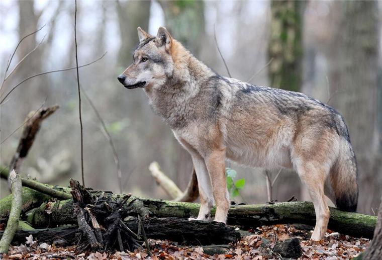 Niedersachsen: Erstmals wieder Wolf mit Sender versehen ARCHIV - Ein europäischer Grauwolf.