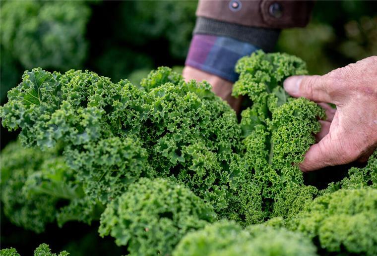 Grünkohl-Saison im Norden eröffnet: Tipps und Rezeptideen Grünkohlgenuss im Norden: Saisonbeginn und kulinarische Empfehlungen