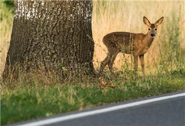 ARCHIV - Mit der Umstellung auf Sommerzeit fällt ein Teil des morgendlichen Berufsverkehrs für Wochen wieder in die Dämmerung. Damit steigt die Gefahr von Wildunfällen. (zu dpa: «Warum jetzt wieder die Gefahr für Wildunfälle steigt») Foto: Patrick Pleul/dpa/dpa-tmn - Honorarfrei nur für Bezieher des dpa-Themendienstes +++ dpa-Themendienst +++