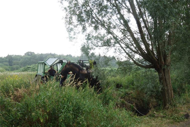 Bremerhaven: Feuerwehr befreit Pferd aus Graben Mit einem Traktor wurde das Pferd aus dem Graben befreit.