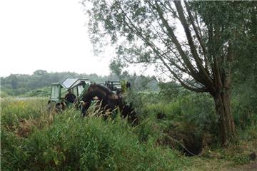 Mit einem Traktor wurde das Pferd aus dem Graben befreit.