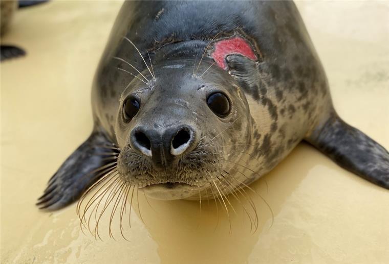 Wremen: Kegelrobbe Mucki kämpft sich zurück in die Freiheit Mit einer großen Wunde im Nacken erreicht die Kegelrobbe Mucki die Seehundstation Norddeich. Hier ist die Wunde bereits teilweise abgeheilt.