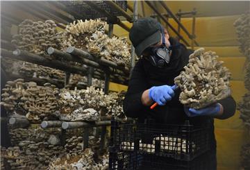 Mit einer Hand halten, mit der anderen schneiden. Die Pilzernte verlangt neben Geschick auch Kraft. Pro Stunde schneidet eine erfahrene Mitarbeiterin etwa 15 Kilogramm Pilze.