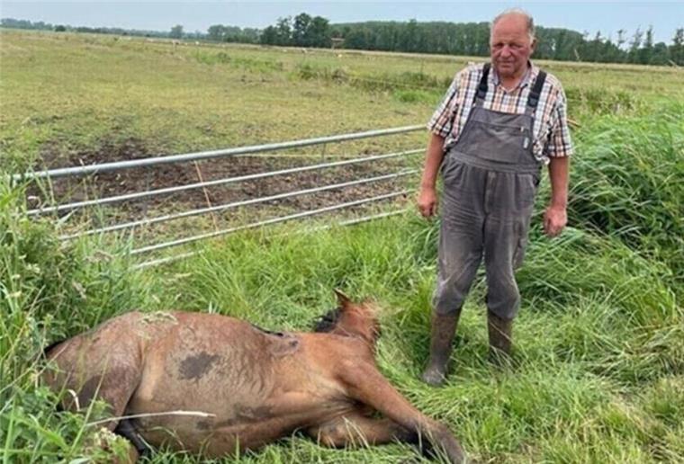 Pferd im Cuxland stirbt nach mutmaßlichem Wolfsangriff Mit einer klaffenden Wunde an der Bauchseite, mit Verletzungen am Hals und an der Kruppe zog Uwe Wichers den Hannoveraner-Jährling aus dem Graben.