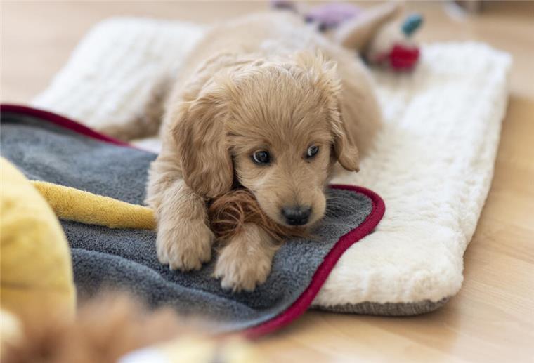 Ein Hundewelpen liegt auf einem Teppich.