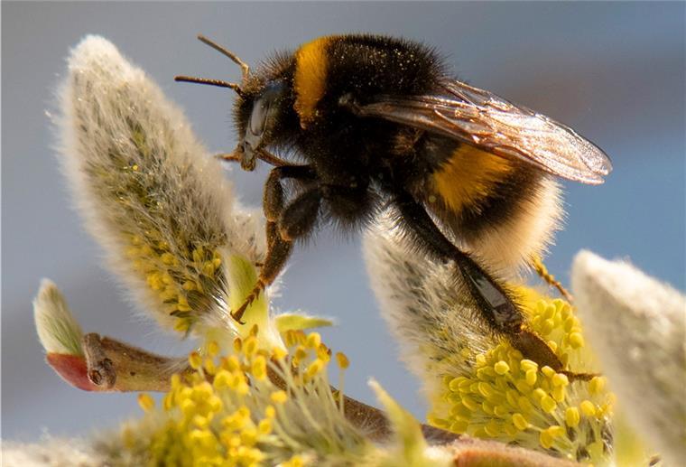 Wenn eine Hummel einen Polizeieinsatz auslöst Mit großer Überraschung stellten die Beamten fest, dass sie niemanden festnehmen konnten.