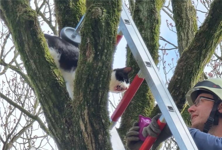 Cuxland: Feuerwehr rettet Katze aus zehn Meter hohem Baum Mit Hilfe von Leckerlis wurde die Katze angelockt.
