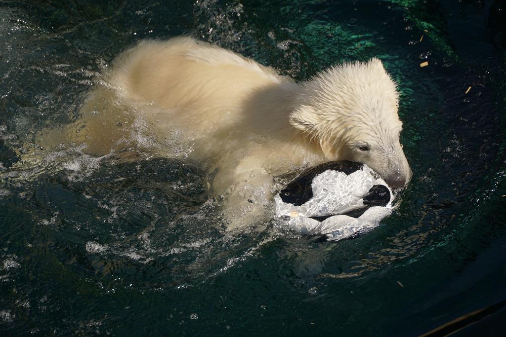 Mit ihrem Spielzeug plantscht das am 11. Dezember 2015 geborene Eisbären-Mädchen besonders gern.