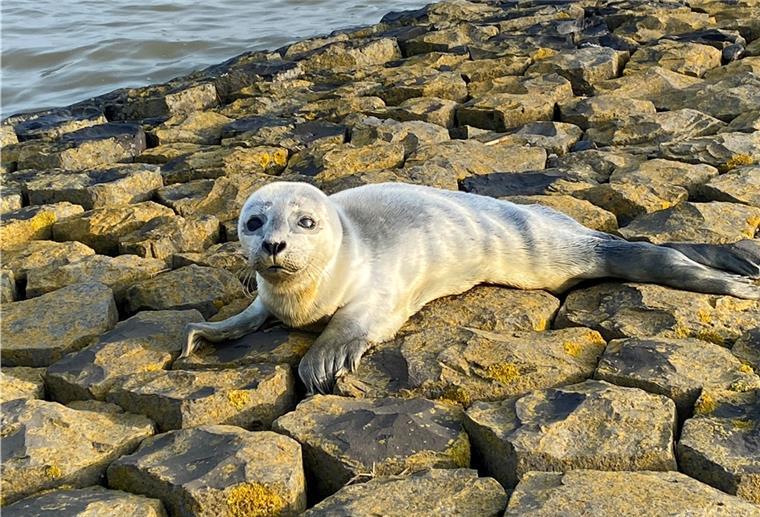 Mit ihren Knopfaugen sehen sie niedlich aus: Doch wer einen Seehund - wie hier an der Misselwardener Küste - findet, sollte auf jeden Fall großen Abstand halten.