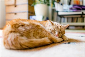 ARCHIV - Alt, aber noch längst nicht fertig: Ab dem Alter von zwölf Jahren gelten Katzen in der Regel als Senioren. (zu dpa: «Meine Katze wird alt - wie kann ich sie unterstützen?») Foto: Markus Scholz/dpa-tmn - Honorarfrei nur für Bezieher des dpa-Themendienstes +++ dpa-Themendienst +++