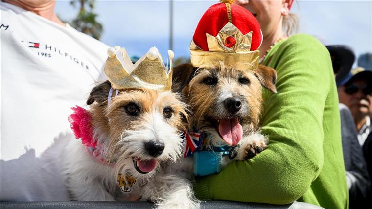 Nach Eklat: Charles trifft sich in Australien mit Indigenen Mit Krönchen warteten die Hunde Lucy und Larry auf den royalen Besuch.