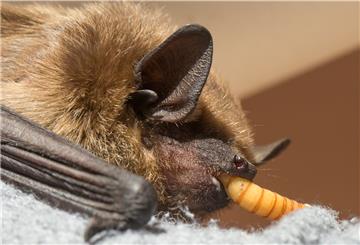 Mit Mehlwürmern hat Klaus Meyer eine Breitflügelfledermaus aufgepäppelt, bevor er sie hat fliegen lassen.