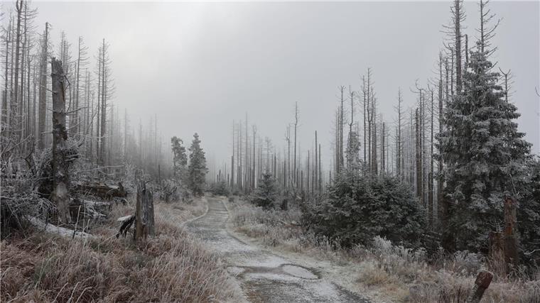 Mit Raureif bedeckt ist die Landschaft im Nationalpark Harz am Brocken.